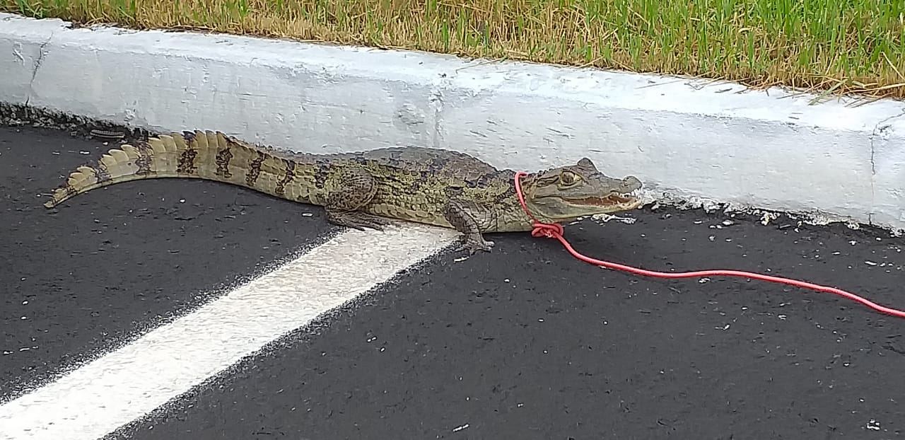Jacaré é encontrado dentro de condomínio em Teresina